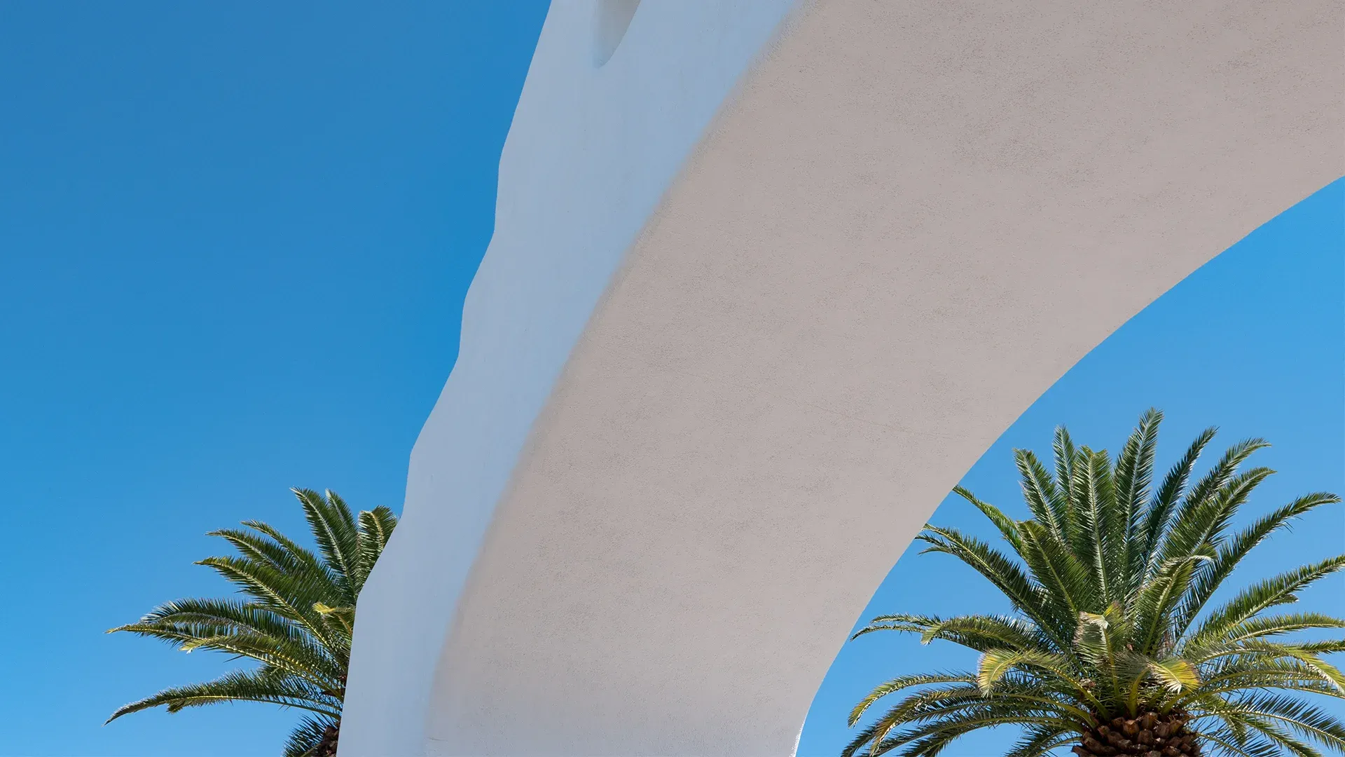 cabo-san-lucas-palm-trees.jpg