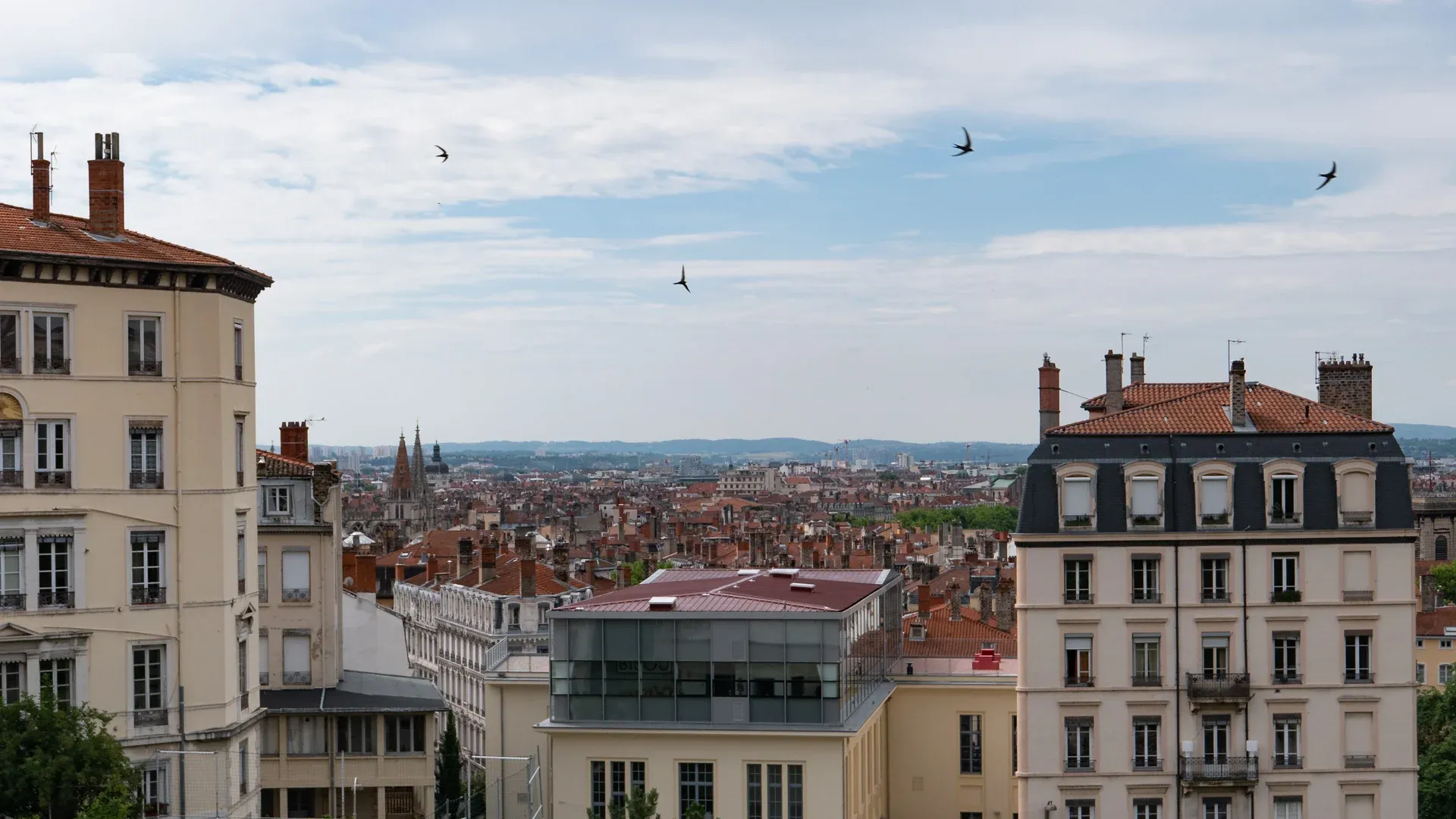lyon-panorama-birds.jpg