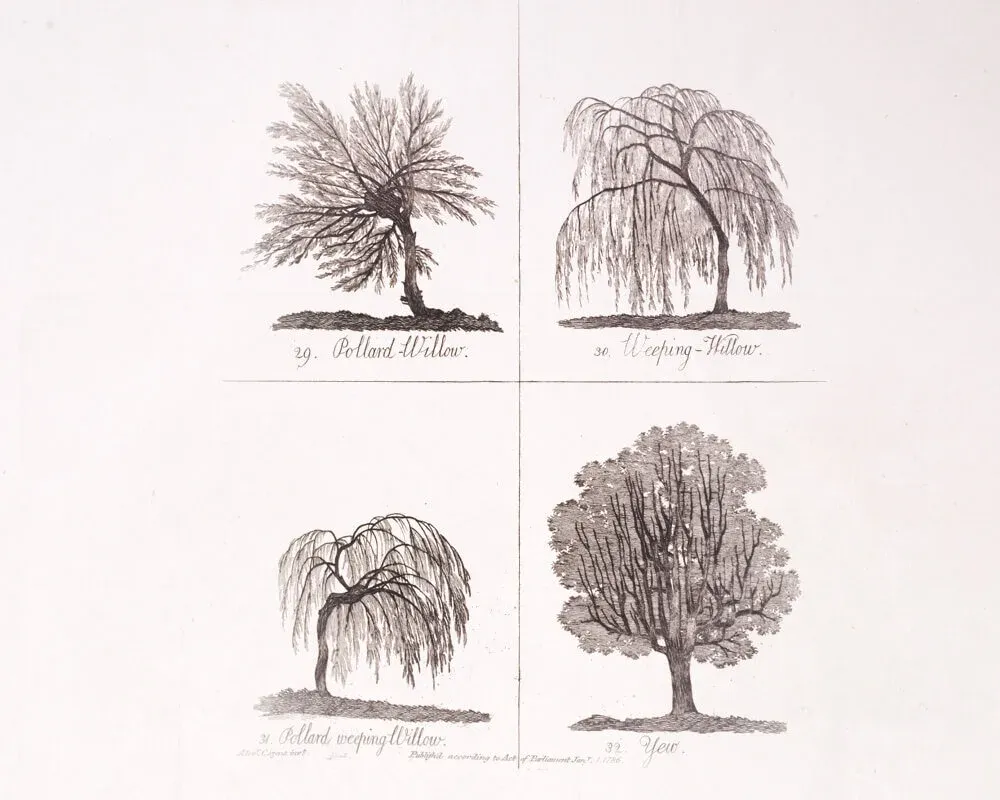 Illustrations 29–32 from The Shape, Skeleton and Foliage of Thirty-two Species of Trees for the Use of Painting and Drawing.